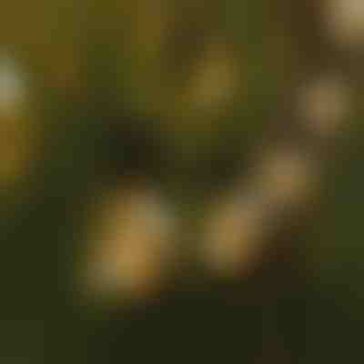 Sznur świetlny z żarówkami LED | YARDBULBS